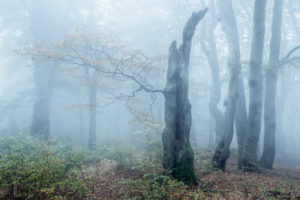 Geheimnisvoller Wald im Nebel, bizarr verwachsene Buchen, Herbst, Erzgebirge, Tschechien Geheimnisvoller Wald im Nebel, bizarr verwachsene Buchen, Herbst, Erzgebirge, Tschechien